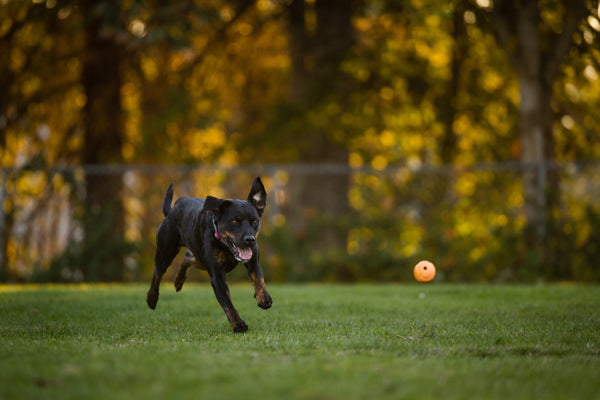 Pourquoi les chiens sont-ils obsédés par les balles ?