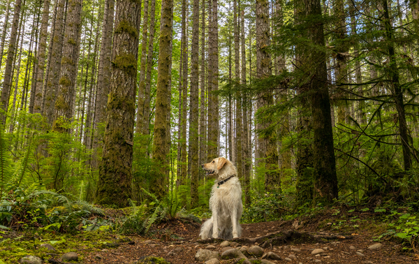 Comment réagir si votre chien a un accident ou fait un malaise ?