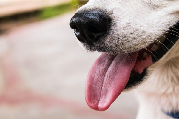 Les croisés seraient-ils les meilleurs chiens ?