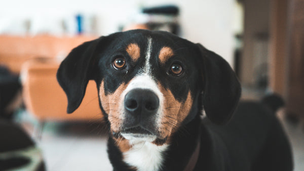 Tout savoir pour bien préparer l'arrivée d'un chien dans la famille