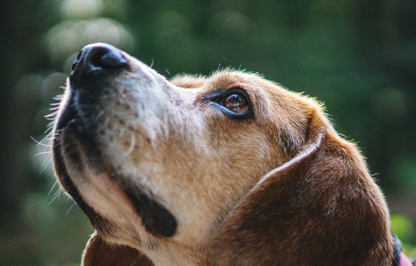 Comment voit mon chien ?