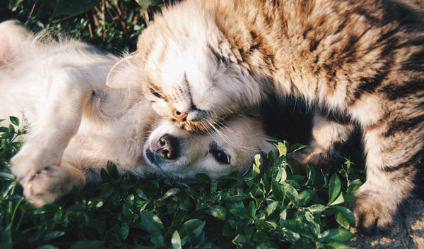 Comment présenter un chien et un chat : conseils pour une rencontre harmonieuse