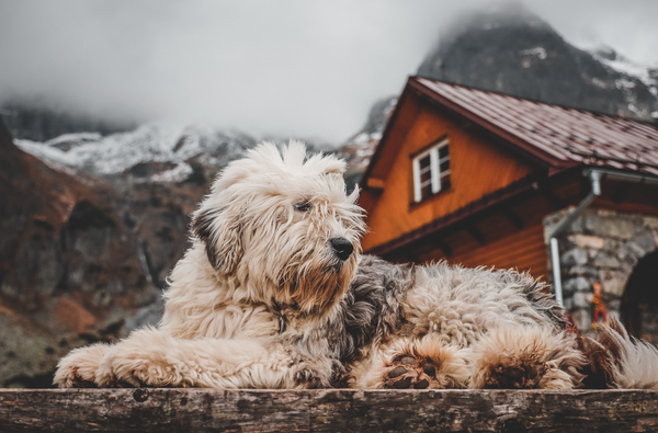 Comment assurer la récupération du chien après un effort physique ou une activité outdoor ?