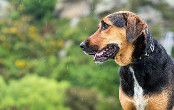 Comment rendre plus agréable les balades sous la pluie ?
