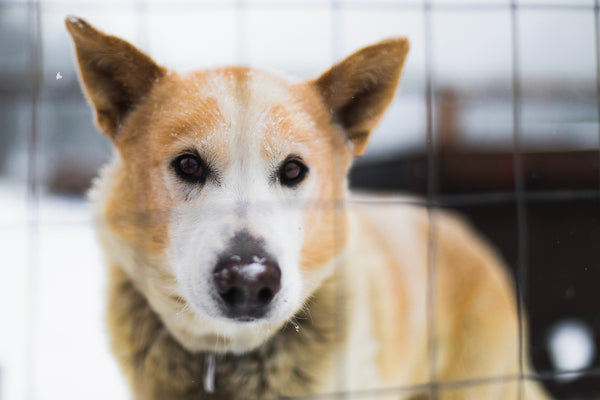 Cage pour chien : bonne ou mauvaise idée ?