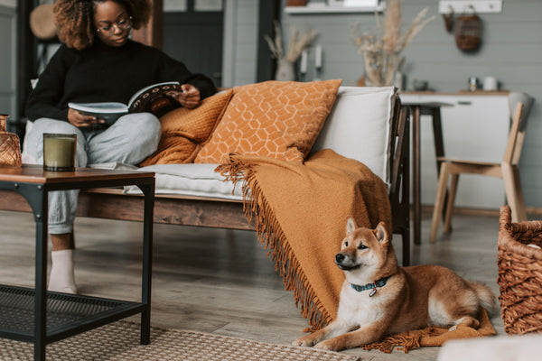 L'importance du repos pour un chien équilibré : prévention de la surstimulation
